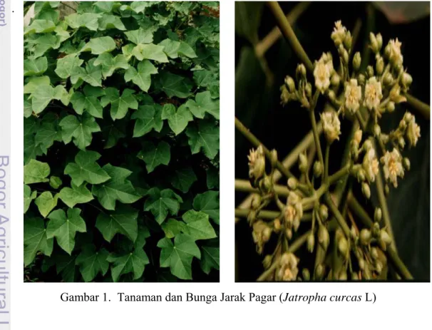 Gambar 1.  Tanaman dan Bunga Jarak Pagar (Jatropha curcas L) 