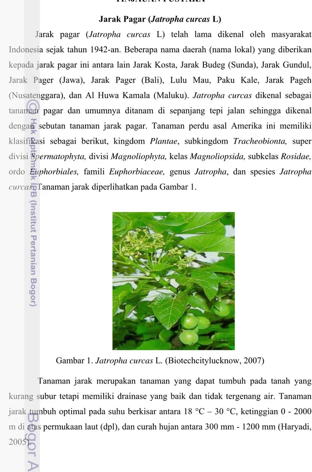 Gambar 1. Jatropha curcas L. (Biotechcitylucknow, 2007) 