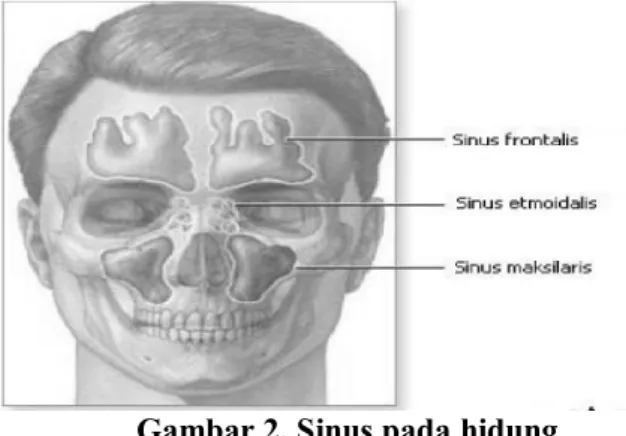 Gambar 2. Sinus pada hidung  2.2.3  Tenggorokan 