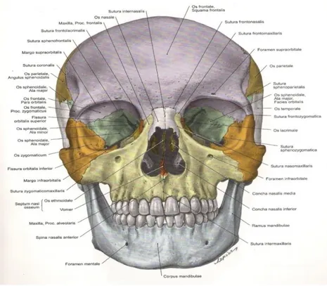 Gambar 6. Tulang cranium aspek anterio (R. Putz &amp; R. Pabst 2007 ) 