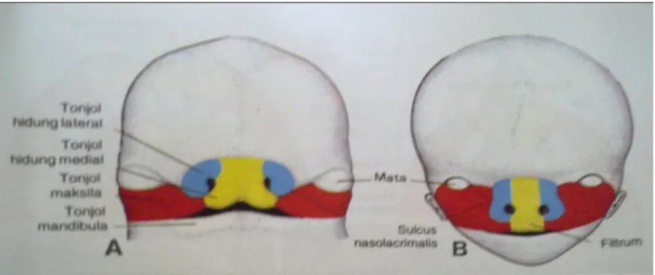 Gambar 4.  Aspek frontal wajah A. Embrio yang berusia tujuh minggu. Tonjol maksila telah  bersatu dengan tonjol medial B