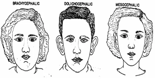 Gambar 2.5. Tipe wajah (Orthodontics, Principles and Practice oleh  Greber, T.M. Toronto
