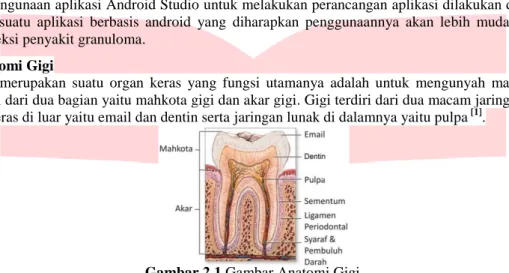 Gambar 2.1 Gambar Anatomi Gigi  1.2  Granuloma 