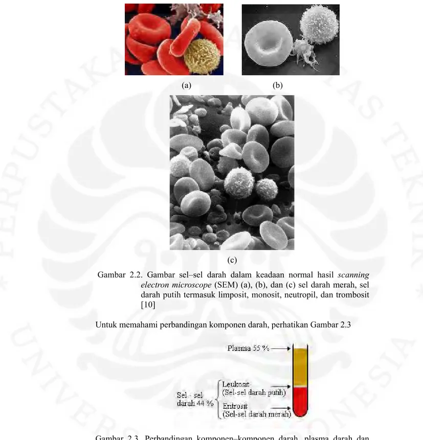 Gambar  2.3.  Perbandingan  komponen–komponen  darah,  plasma  darah  dan  sel–sel darah