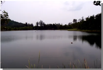 Gambar 1.2. Ekosistem Kolam 