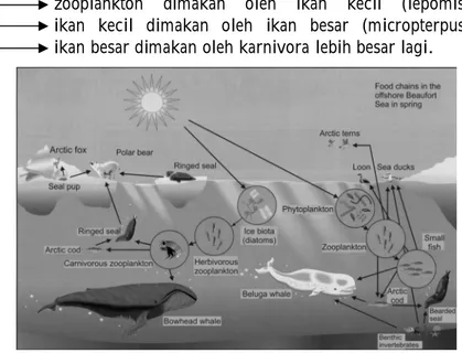 Gambar 1.5. Rantai Makanan pada Ekosistem Perairan 