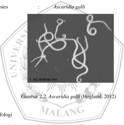 Gambar 2.2. Ascaridia galli (Hoglund, 2012) 