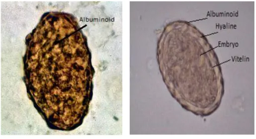 Gambar 2.6 Telur Infertile  (Etaby, 2011) 