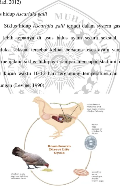 Gambar 2.10  Siklus hidup Ascaridia galli (Darmawi, 2007) 