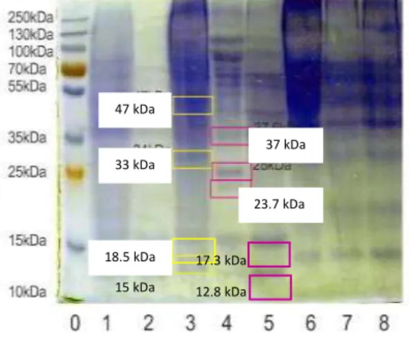 Gambar  2.  Situs  pemotongan  pepsin  pada  (1)  rantai alfa 1 kolagen babi, (B) rantai  alfa  1  kolagen  sapi  (Zhang  et