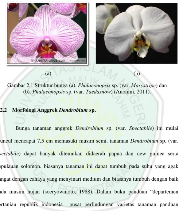 Gambar 2.1 Struktur bunga (a). Phalaeonopsis sp. (var. Marystripe) dan  (b). Phalaeonopsis sp