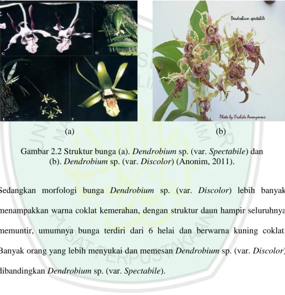 Gambar 2.2 Struktur bunga (a). Dendrobium sp. (var. Spectabile) dan  (b). Dendrobium sp