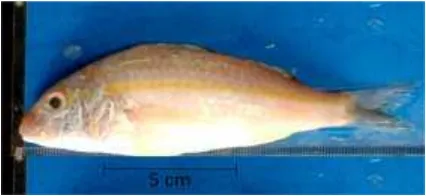Gambar 2 Ikan Kuniran (Upeneus moluccensis) 