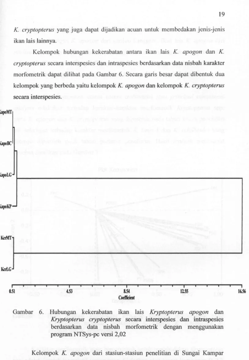 Gambar 6. Hubungan kekcrabatan ikan lais Kryptopterus apogon dan  Kryptopterus cryptopterus secara interspesies dan intraspesies  berdasarkan data nisbah morfometrik dengan menggunakan  program NTSys-pc versi 2,02 