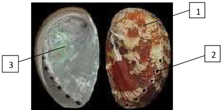 Gambar 1. Cangkang Haliotis diversicolor supertexta   (sumber : www.gastropods.com) 