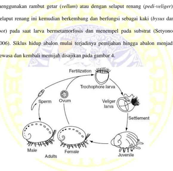 Gambar 4. Siklus hidup abalon (Hutchins, 2007 dalam Octaviany, 2007)
