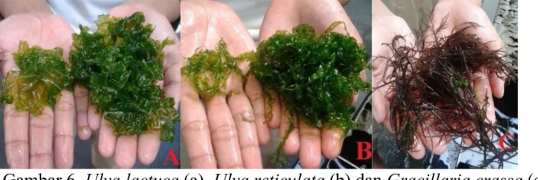 Gambar 6. Ulva lactuca (a), Ulva reticulata (b) dan Gracillaria crassa (c) (Dokumentasi PKL, 2015)