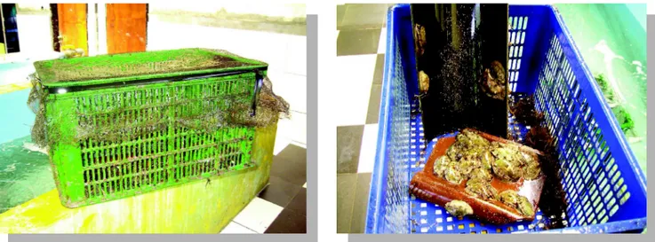 Gambar 4. Penempelan induk abalon pada substrat genting dan potongan pipa PVC