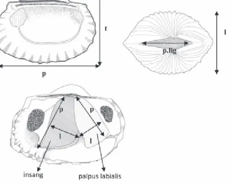 Gambar 1.  Morfometri cangkang, insang dan palpus labialis; p: panjang cangkang, t: tinggi cangkang, l: lebar cangkang, p.lig: panjang  ligamen