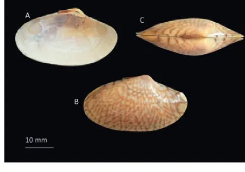 Gambar 2. Morfologi  cangkang  Paphia undulata; A: interior cangkang kiri; B: eksterior cangkang kanan; C: bagian dorsal cangkang