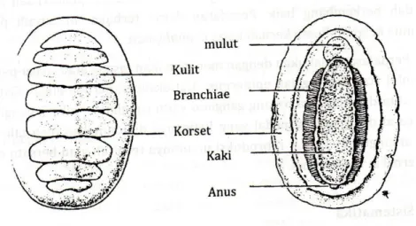 Gambar 2.4 Struktur Morfologi Tubuh Chiton  (Sumber: Romimohtaro dan Juwana, 2007, h. 178) 