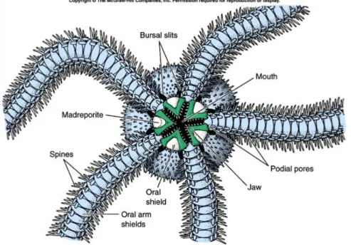 Gambar 2.7 Struktur Tubuh Ophiuroidea  (Sumber: https://classconnection.s3.amazonaws.com/) 