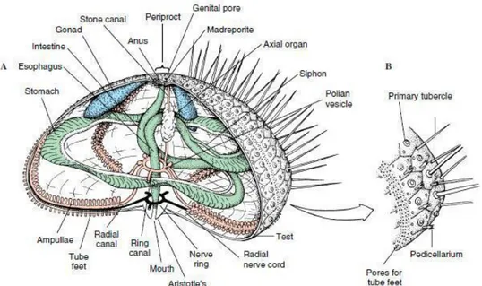 Gambar 2.8 Anatomi Echinoidea 