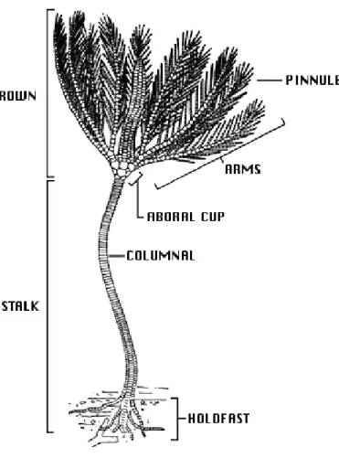 Gambar 2.9 Struktur Tubuh Lili Laut  (Sumber: Ausich, 1998, http://tolweb.org/Crinoidea/19232)  5)  Holothuroidea (Teripang) 