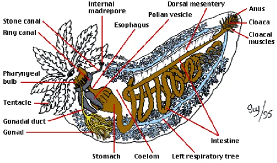 Gambar 2.10 Anatomi Holothuroidea  (Sumber: http://tolweb.org/Holothuroidea/) 