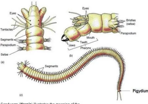 Gambar 2.1 Anatomi dan Morfologi Polychaeta  (Sumber: https://image.slidesharecdn.com) 