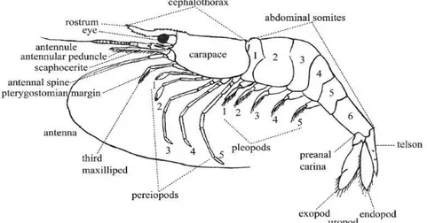Gambar 2.2 Struktur Morfologi Crustacea  (Sumber: https://atyidae.wordpress.com/external-anatom/) 