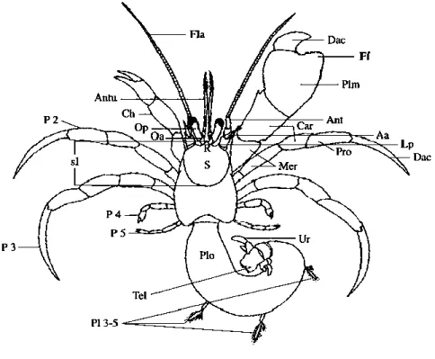 Gambar 2.3 Struktur Morfologi Tubuh Kelomang. Singkatan: Aa = antennal  acicle; Ant = antenna; Antu = antennule; Car = carpus; Ch = cheliped; Dac =  dactyl; Ff = fixed finger; Fla = antennal flagellum; Lp = lateral projection; Mer 