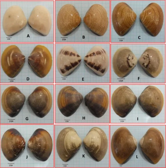 Gambar 1.  Karakter  corak  dan  warna  spesimen  Meretrix  spp.  (A,B,C,D,E,)  yang  ditemukan  pada  Stasiun  1