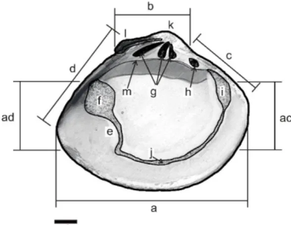 Gambar 2.  Sketsa interior cangkang kiri M. 