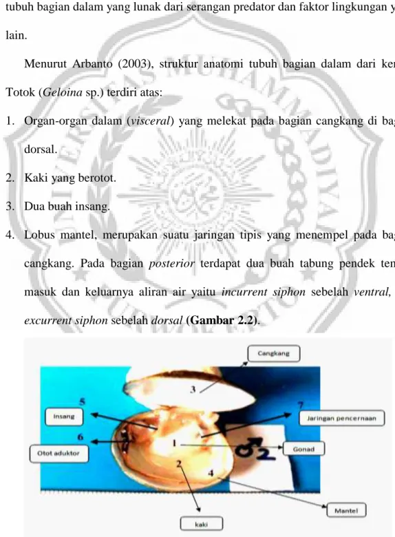 Gambar 2.2 Anatomi Tubuh Kerang Totok (Geloina sp.) (Arbanto, 2003). 