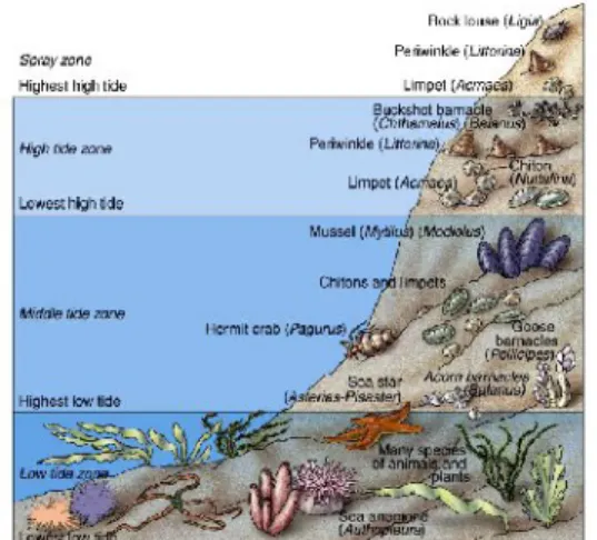 Gambar 1.  Zonasi Organisme Bentik di Intertidal Substrat Zona Intertidal  