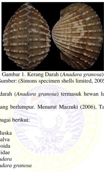 Gambar 1. Kerang Darah (Anadara granosa)  Sumber: (Simons specimen shells limited, 2005) 