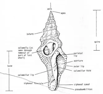 Gambar 2.2 Cangkang Gastropoda  (Sumber: Arnold &amp; Britles, 1989, h. 11) 