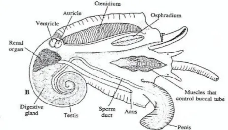 Gambar 2.3 Anatomi Gastropoda  (Sumber: Kozloff, 1990, h. 388)  a.  Kepala 