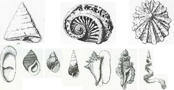 Gambar 2.5 Contoh Gastropoda Sub Kelas Prosobrancia  (Sumber: Handayani, 2006, h. 12) 