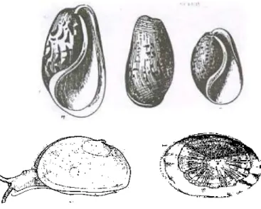 Gambar 2.6 Contoh Gastropoda Sub Kelas Ophistobranchia  (Sumber: Handayani, 2006, h. 14) 