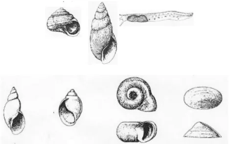 Gambar 2.7 Contoh Gastropoda Sub Kelas Pulmonata  (Sumber: Handayani, 2006, h. 17) 