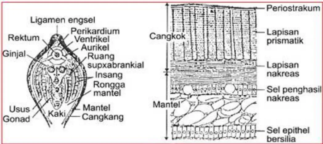 Gambar 3: Lapisan Cangkang Pada Pelecypoda 