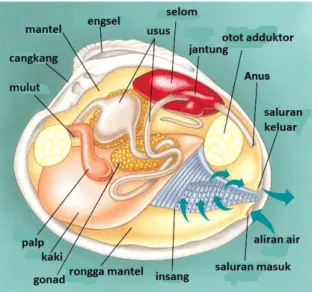 Gambar : Organ-Organ Tiram Mutiara  Sumber : http://3.bp.blogspot.com 