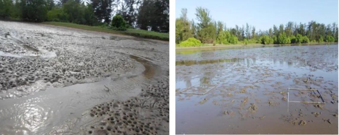 Gambar 4.1 Lokasi stasiun I merupakan lokasi yang didominasi oleh          substrat berlumpur di pantai Ujung Pandaran 