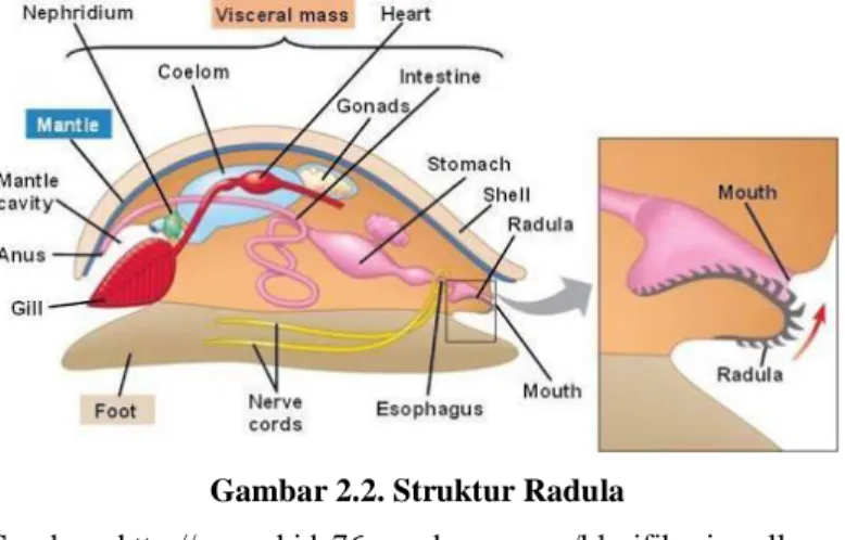 Gambar 2.2. Struktur Radula 