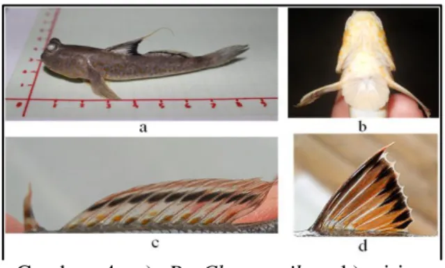 Gambar 5. a)  Pn.  Schlosseri,  b)  gigi,  c)  sirip  punggung  bagian  depan,  d)  sirip  punggung  bagian  belakang, e) sirip perut
