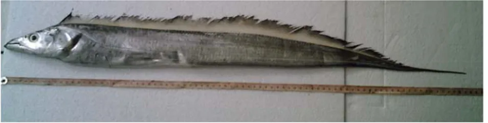 Gambar 1. Ikan layur (famili Trichiuridae) (Dokumentasi pribadi) 