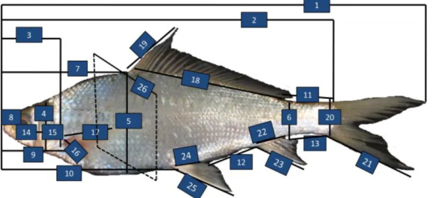 Gambar 1.  Pengukuran Morfometrik ikan Motan (T. thynnoides)  Keterangan Gambar 2:  1)  Panjang total (PT)  2)  Panjang baku (PB)  3)    Panjang kepala (PK)  4)  Tinggi kepala (TK)  5)  Tinggi badan (TB)  6)  Tinggi batang ekor (TBE) 