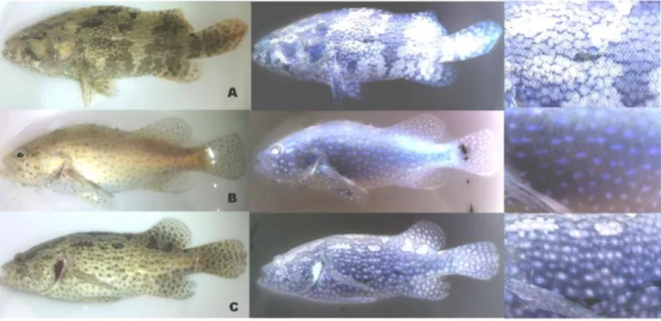 Gambar 2. Pola pigmen pada ikan kerapu macan (A), Batik (B), dan Cantik (C). 